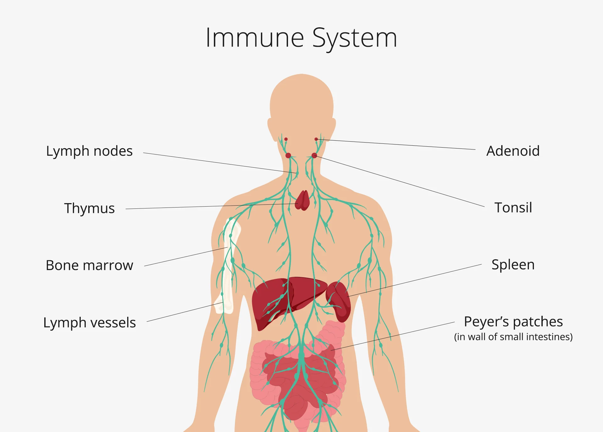 Immune system support through chiropractic care - chiropractor San Antonio TX