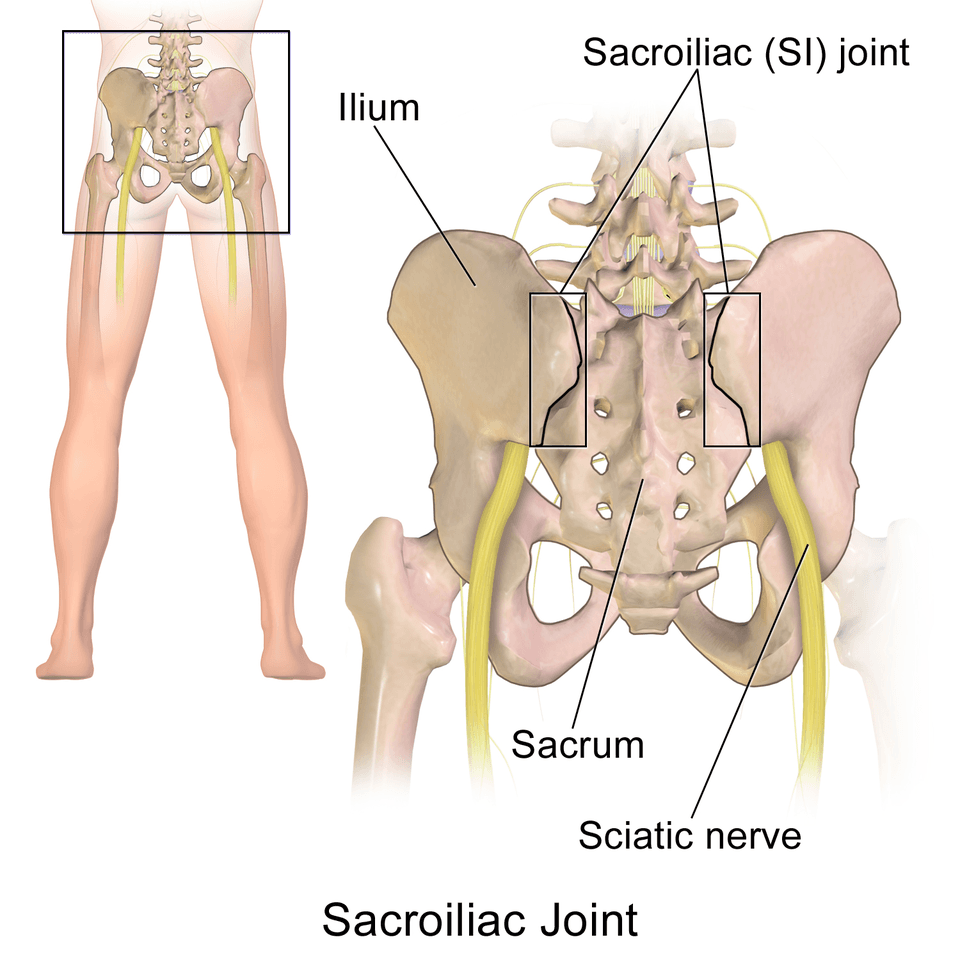 Sacroiliac joint anatomy diagram SI joint dysfunction - chiropractor San Antonio TX